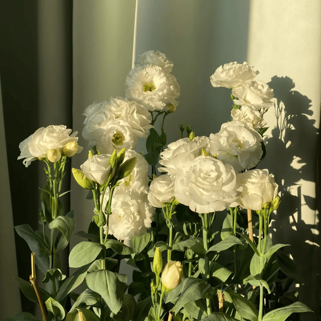 BloomRidge β Hardy Perennial Lisianthus Seeds