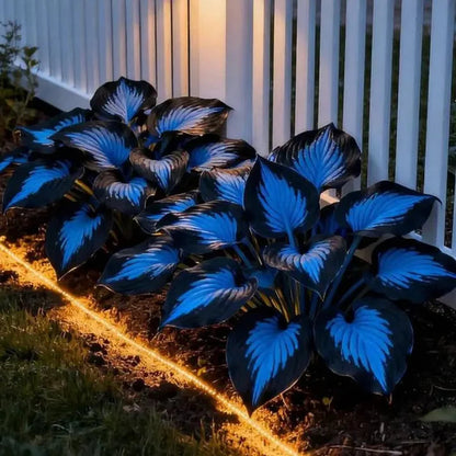 Leafora – Premium Hosta Seeds for Shaded Spaces