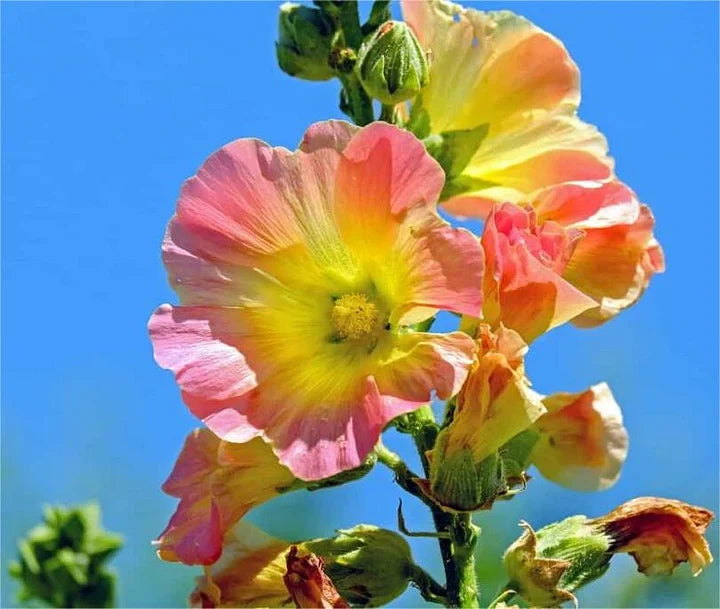 BloomMajesty – Premium Double Hollyhock Seeds