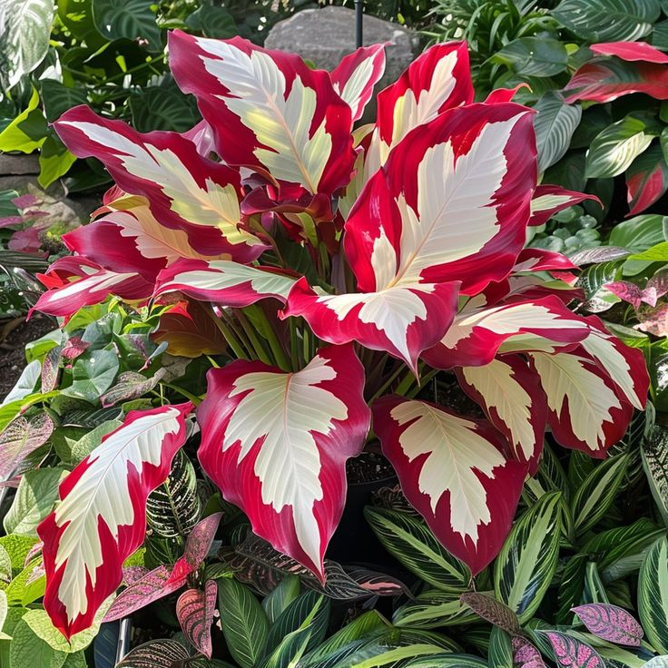 ScentedBliss - Long-Blooming Lily Bulbs