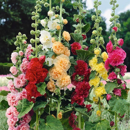 PollinatorPride - Double Hollyhock Seeds