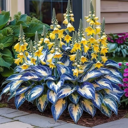 Leafora – Premium Hosta Seeds for Shaded Spaces