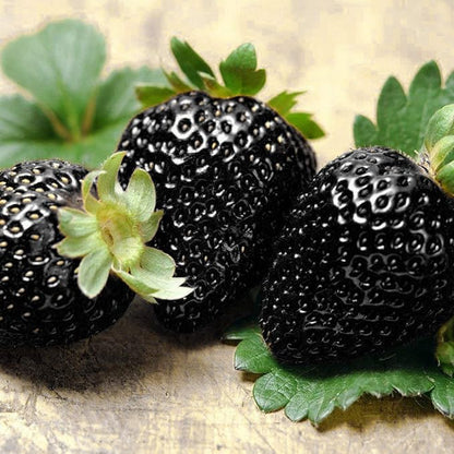 GardenCore – Rare Black Strawberry Seeds