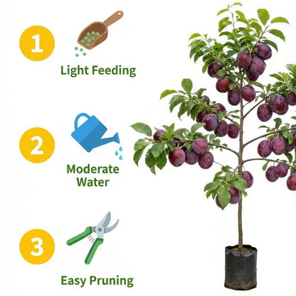 PureHarvest – Heirloom Non-GMO Grafted Plum Tree Sapling