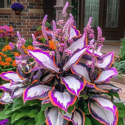 Leafora – Premium Hosta Seeds for Shaded Spaces