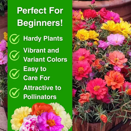 ColorWave Portulaca – Summer Bloom Seeds