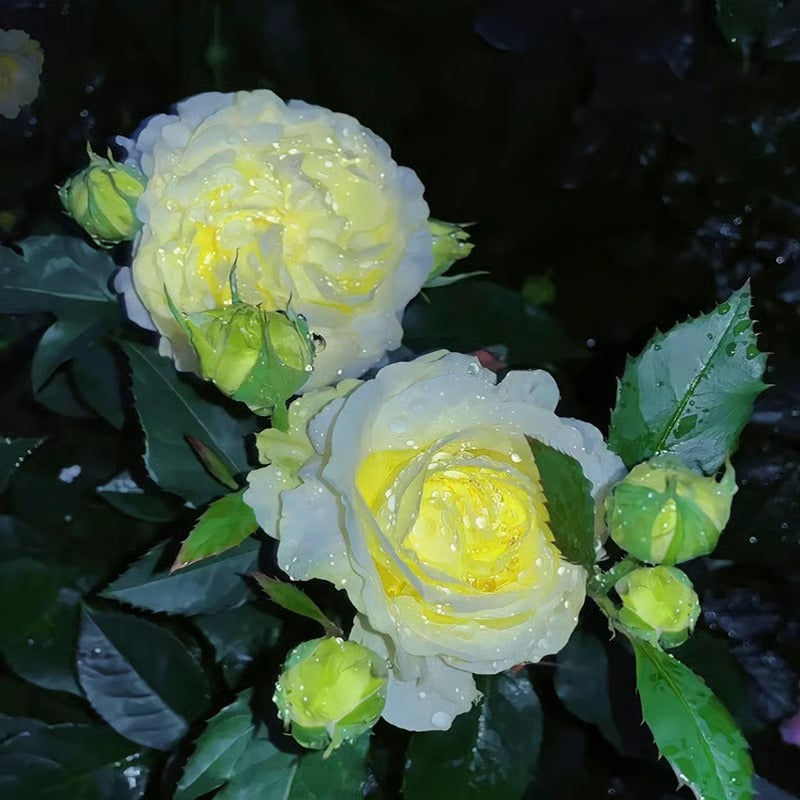 GardenMuse – Elegant Multi-Color Flower Seeds