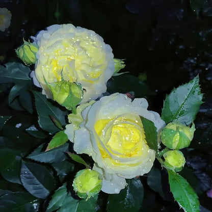GardenMuse – Elegant Multi-Color Flower Seeds
