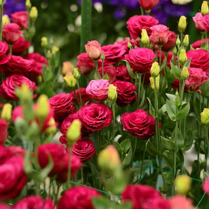 GardenMuse – Elegant Multi-Color Flower Seeds